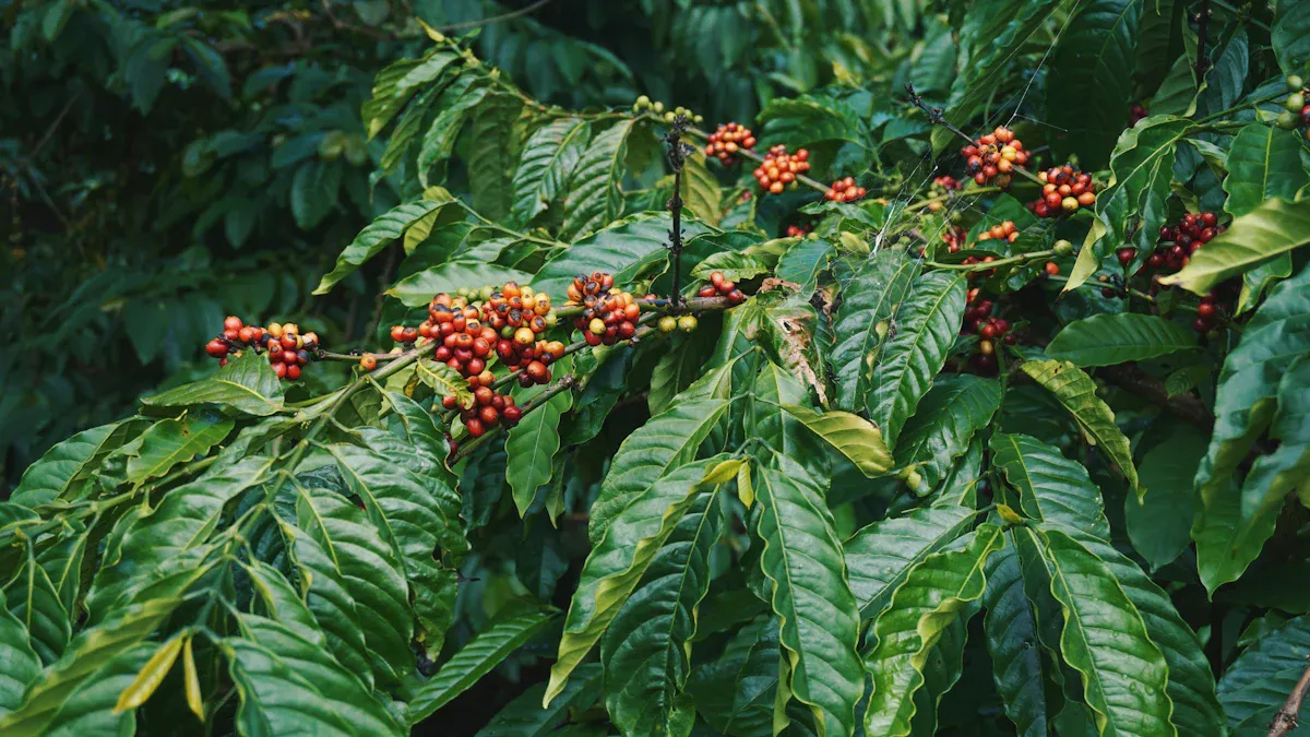 Sumatran Varieties and Regions