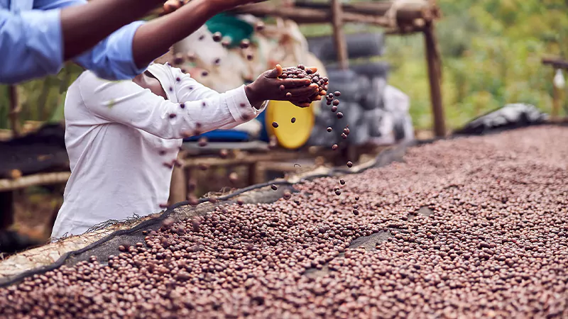Africa coffee bean