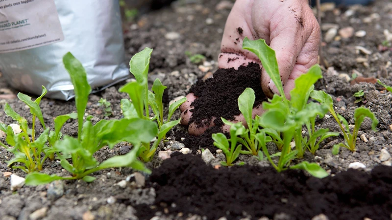 Coffee Grounds for plants