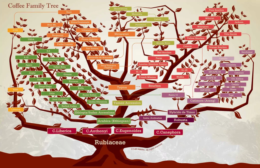 Coffee Varietals