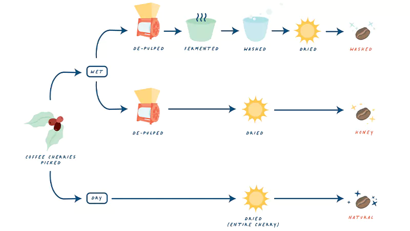 Coffee bean processing Methods