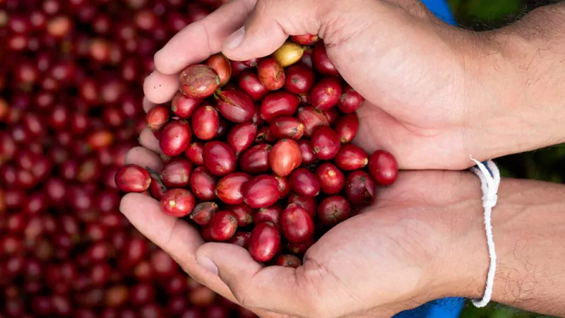 Typica coffee bean