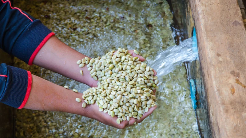 Washed Process Coffee