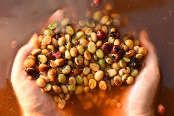 how to Wash Process Coffee