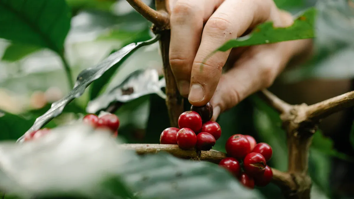 Why Bird-Friendly Coffee Matters