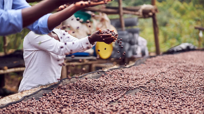Africa Coffee Bean