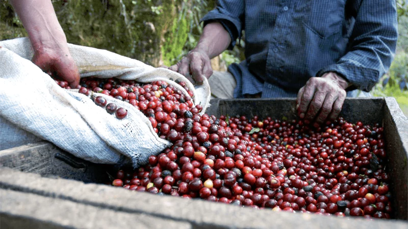 CIB Using Science to Increase Productivity of Coffee
