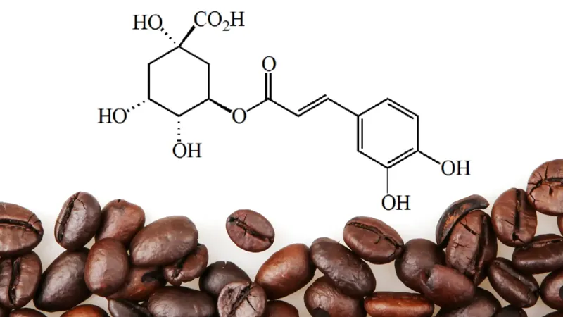 Chlorogenic Acid in coffee