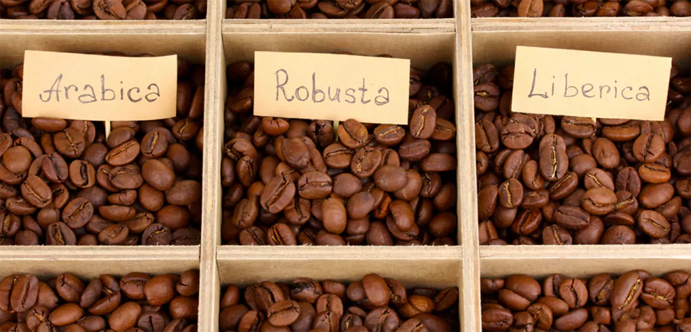 Coffee Bean Type
