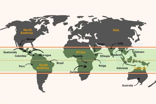 Coffee Belt
