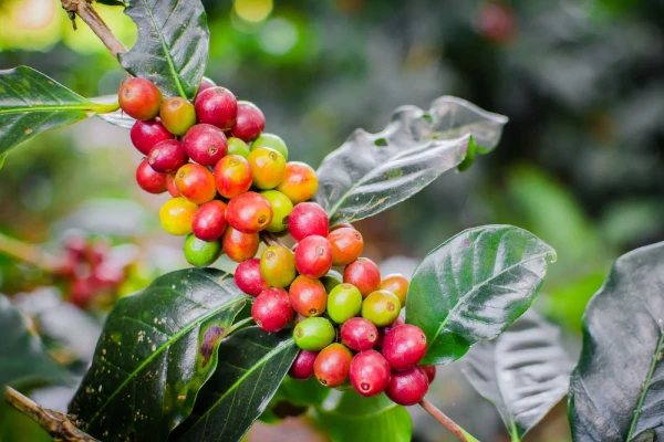 Exotic Coffee Beans