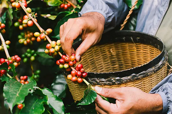 Harvesting coffee beans