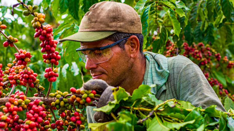 Harvesting coffee