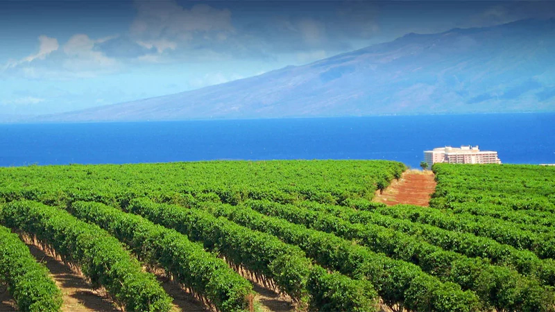 Hawaii Coffee