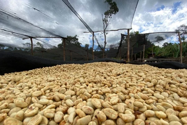 Heirloom Coffee Beans