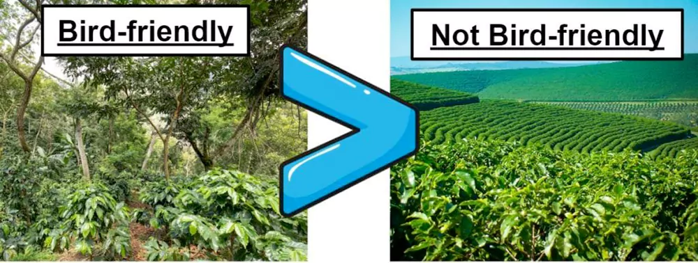 How to Choose Bird Friendly Coffee