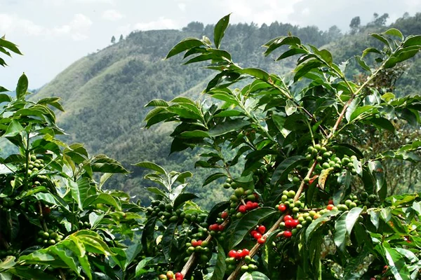 Jamaican Blue Mountain Coffee