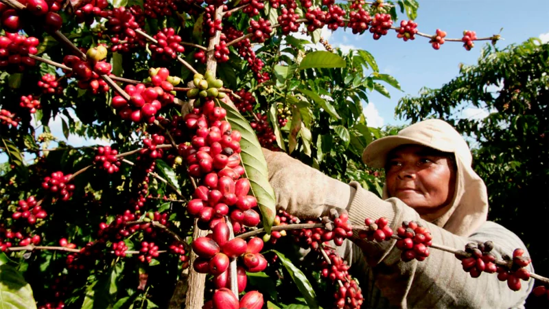 Latin America coffee