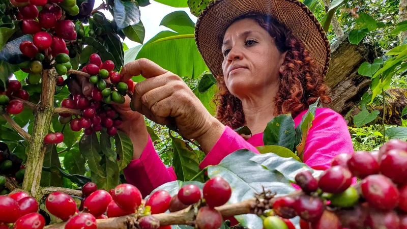 The Honduran Coffee Landscape