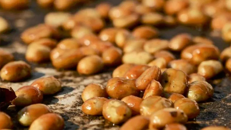 What is Honey Processed Coffee