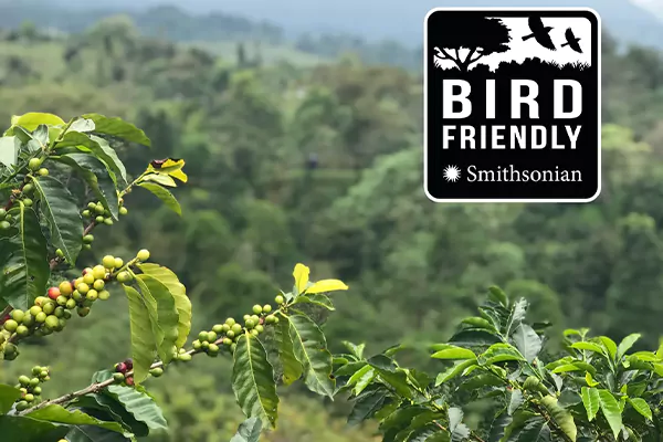 What is bird friendly coffee