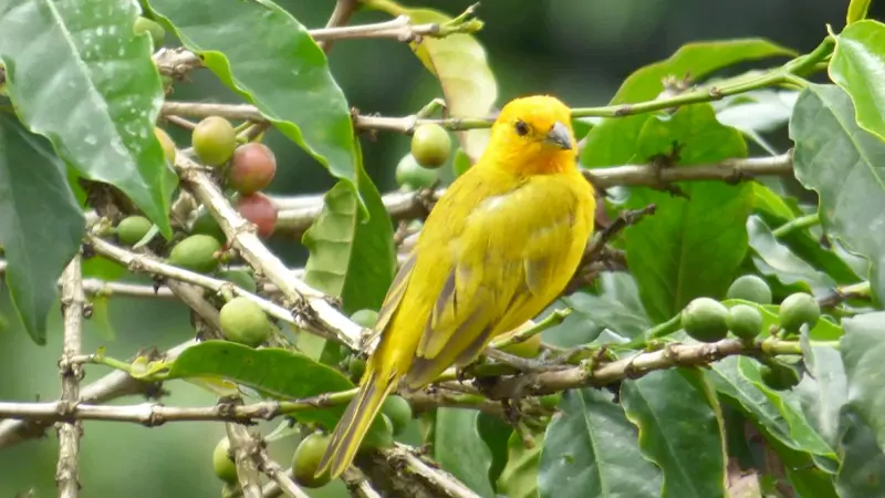Why Bird Friendly Coffee Matters