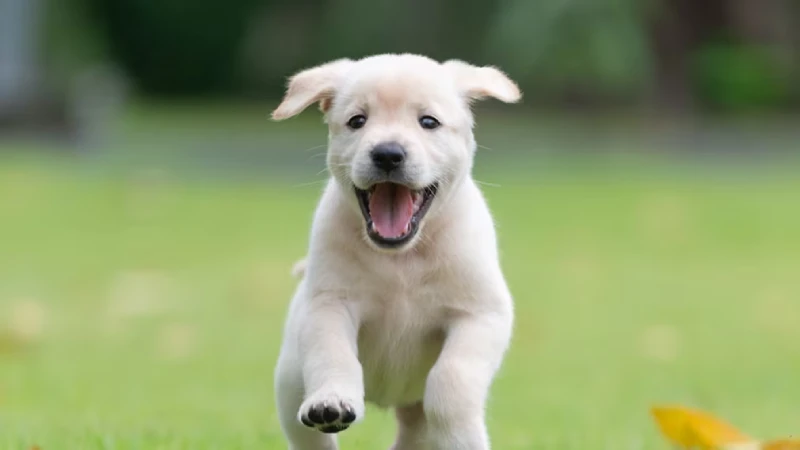 little dog