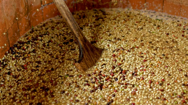 what is Anaerobic Fermentation Coffee