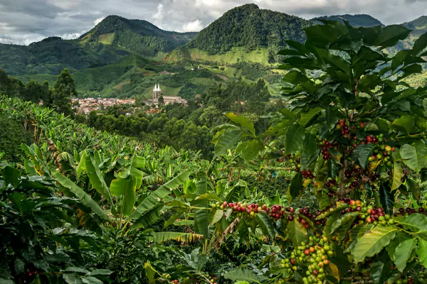 what is Colombian Coffee