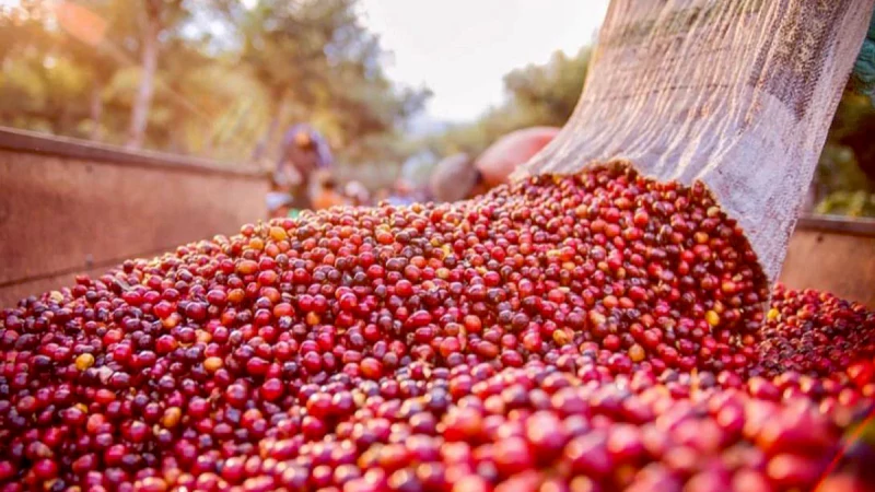 what is Ethical Coffee