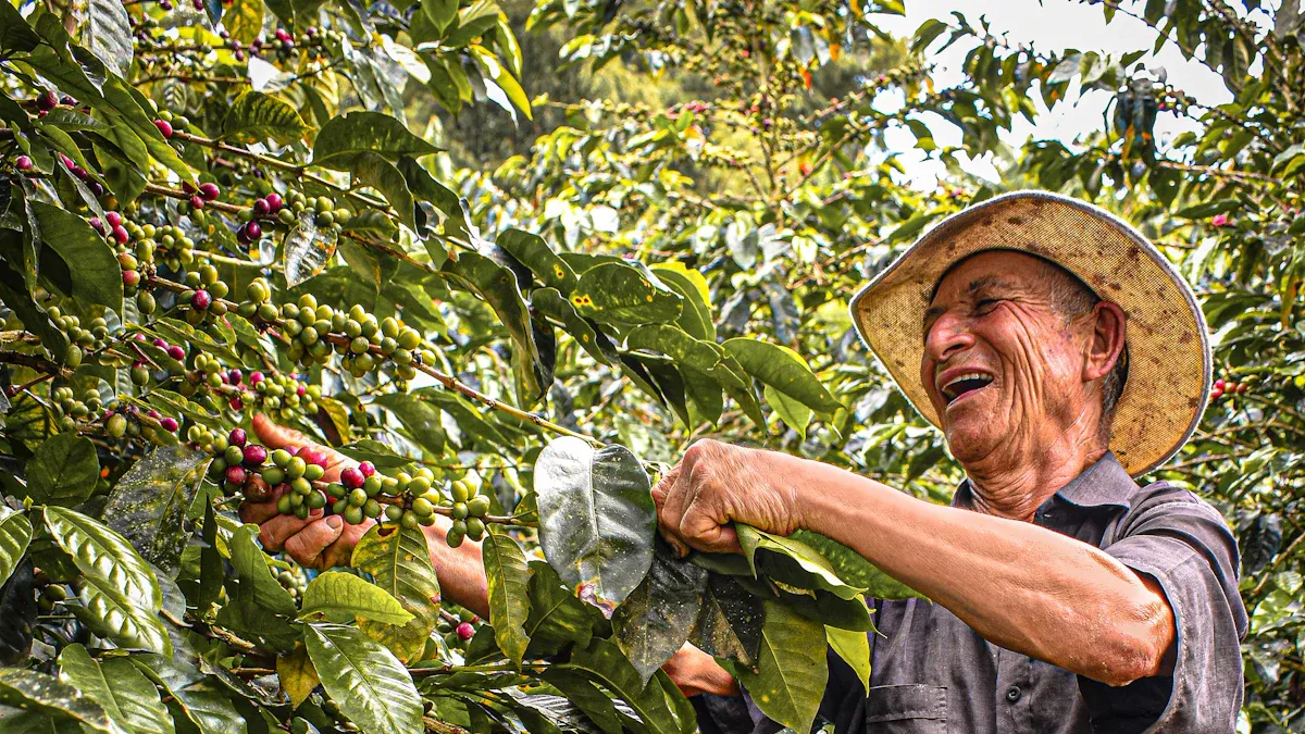In the Coffee Fields