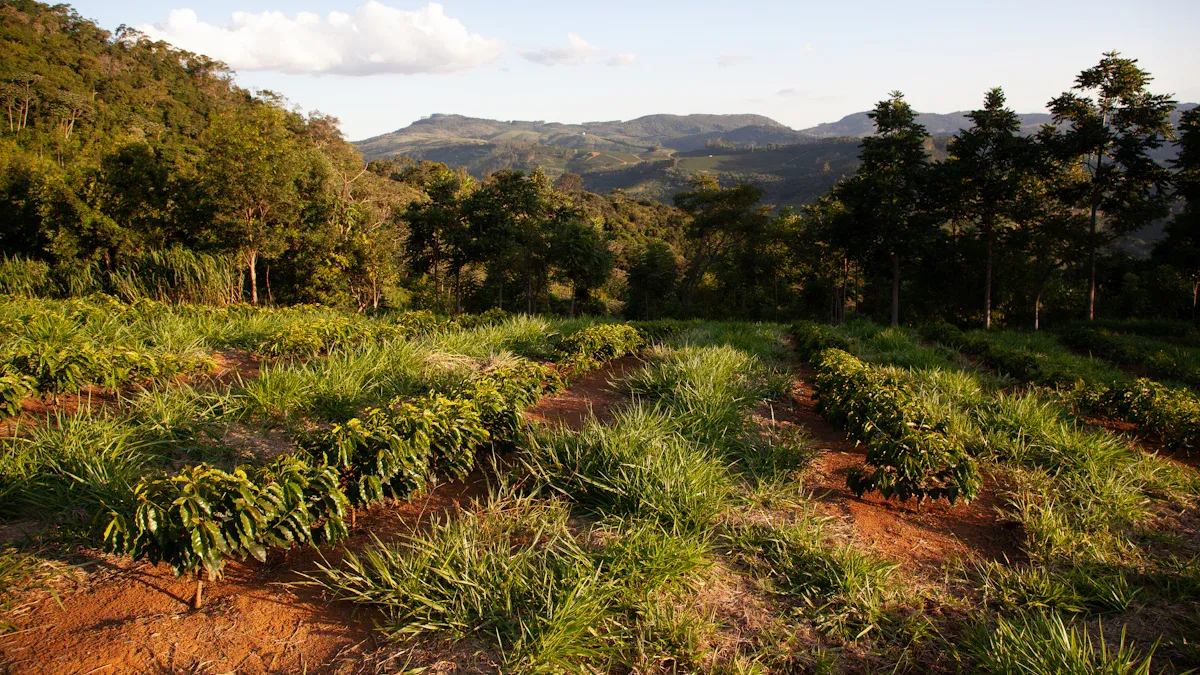 Growing Regions and Conditions