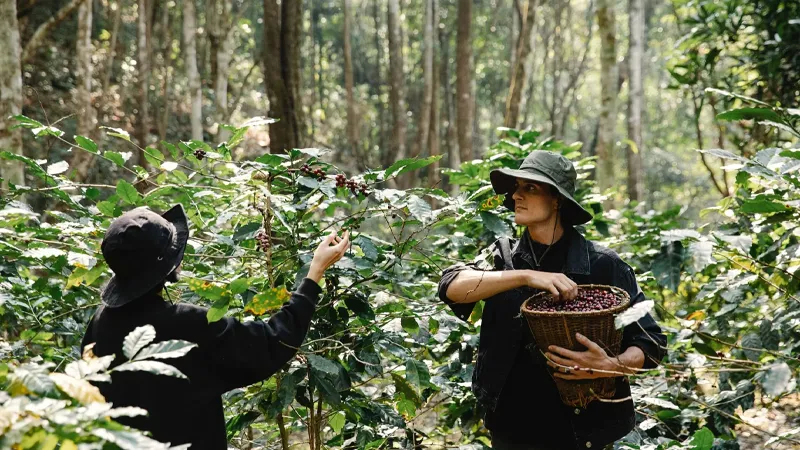 Shade Grown Coffee