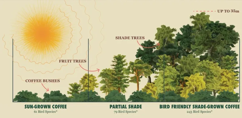 Shade Grown vs. Sun Grown Coffee