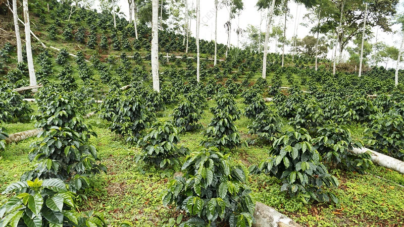 Shade Grown Coffee