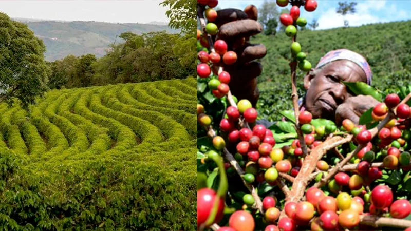 Tanzania Coffee Beans