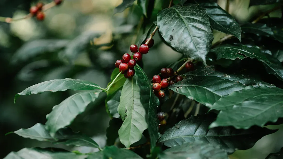 Shade-Grown Coffee Cultivation