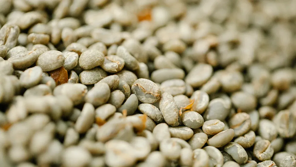 Comparing Coffee Bean Sizes