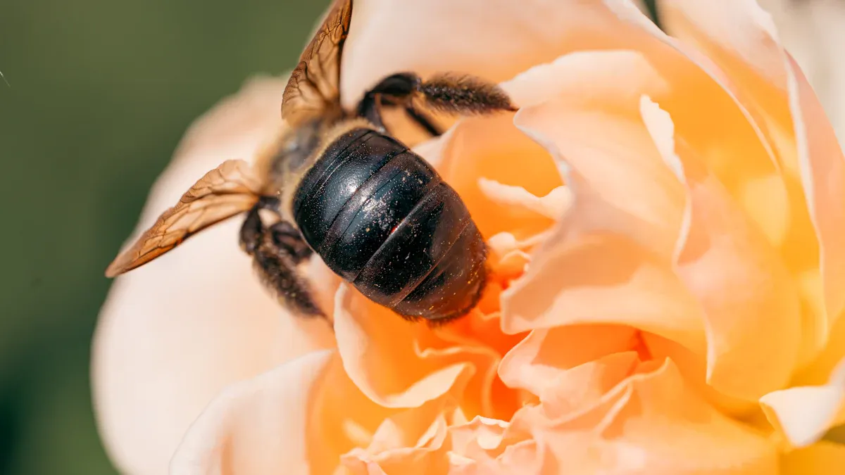 Preservation of Natural Biodiversity