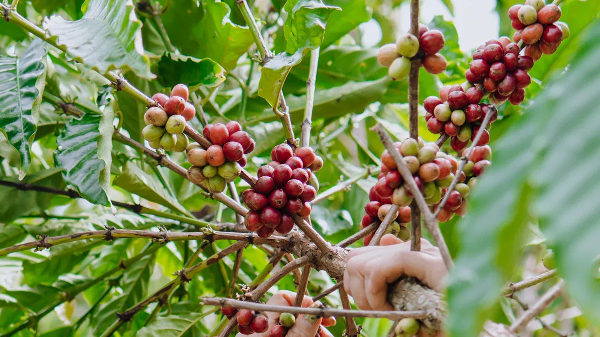 Origins in Vietnam