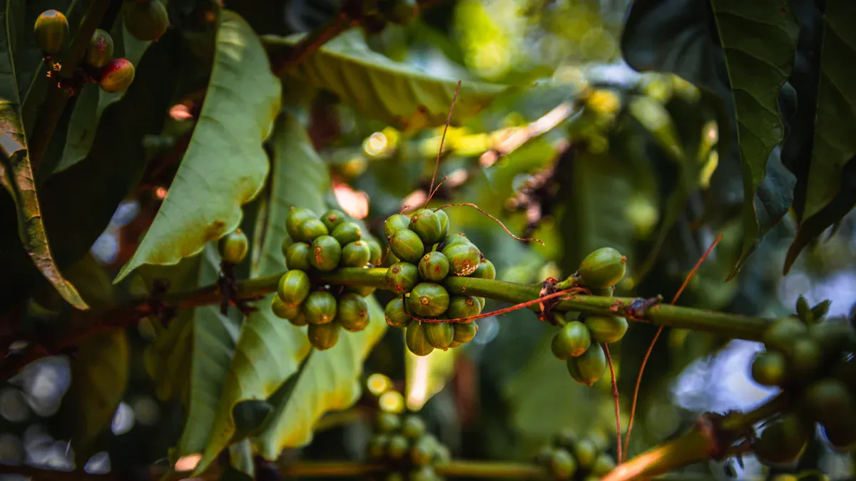 Tanzania Coffee Overview