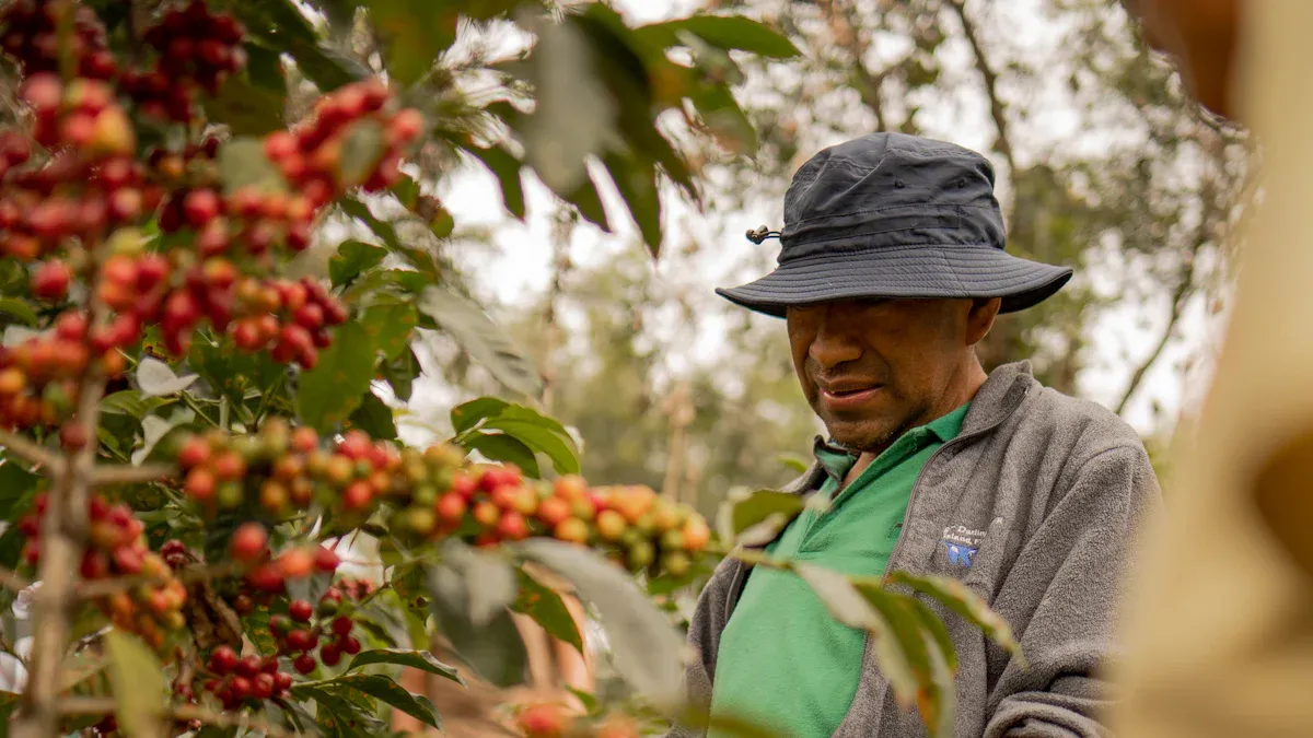 Coffee Production Indonesia