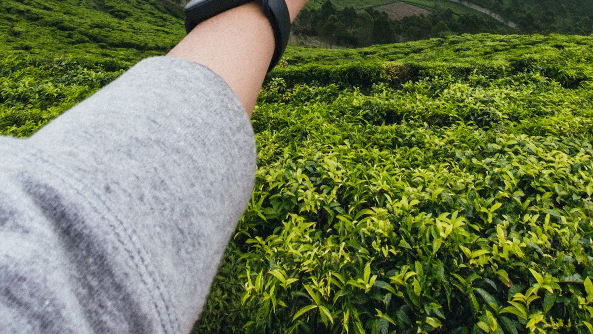 Morning of a Menudo Coffee Farmer
