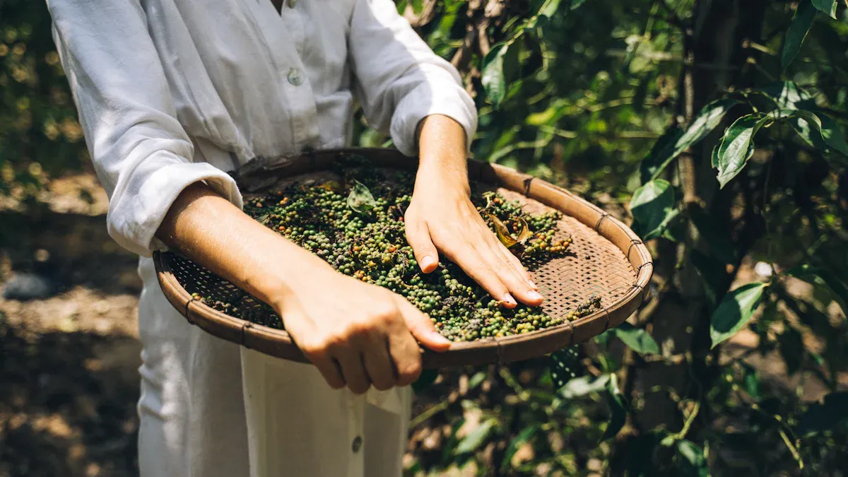 China’s Coffee Farming