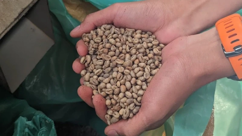 How to Store Green Coffee Beans for Long Term Freshness