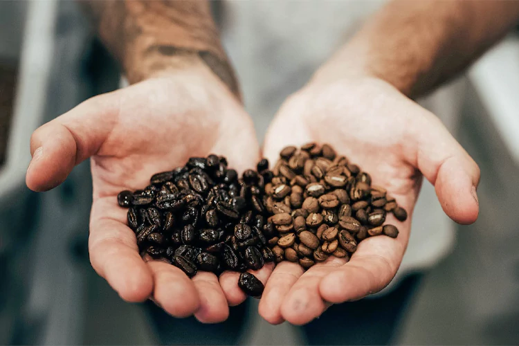 Why Are Coffee Beans Oily